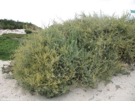 Sea Purslain - Atriplex halimus - лебеда